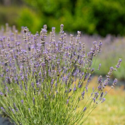 pestovanie levandule